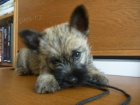 Prod�m �t���tko cairn terriera