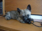 Prod�m �t���tko cairn terriera