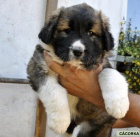Kavkazsk� pasteveck� pes - �t��ata