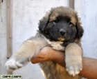 Kavkazsk� pasteveck� pes - �t��ata