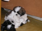 �t��� Shih-tzu