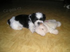 �t��� Shih-tzu