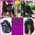 �t��ata - afg�nsk� chrt