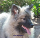 n�meck� vl�� �pic