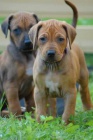 Kr�sn� �t���tka ridgeback� pr�v� k odb�ru
