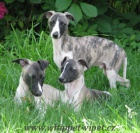 vipet , whippet, mal� anglick� chrt