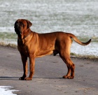 Tosa inu-�t���tka s PP