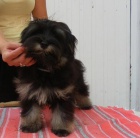 Havansk� ps�k (bi�onek)