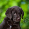 �t��ata Chesapeake bay retrievera