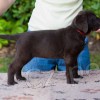 �t��ata Chesapeake bay retrievera