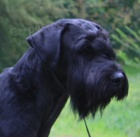 Kn�ra� velk� �ern�