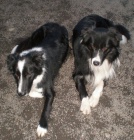 �t�n�tka border kolie