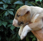 Bullterier-kr�sn� pejsek s PP