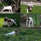 Francouzsk� oha� kr�tkosrst� pyrenejsk� - �t. s PP