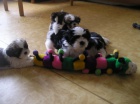 Prod�m Shih-tzu