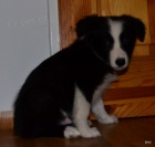 kr�sn� �t�n�tka border kolie