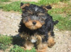 Jork��rsk� terier -  �t��ata