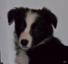 kr�sn� �t�n�tka border kolie