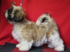 Shih-tzu - �t���tka s PP