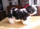 Prod�m Shih-tzu