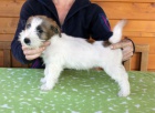 Jack Russell teri�r -�t��ata