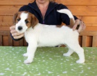 Jack Russell teri�r -�t��ata