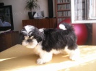 Prod�m Shih-tzu