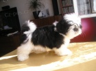 Prod�m Shih-tzu