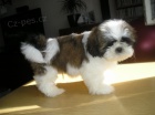 Prod�m Shih-tzu