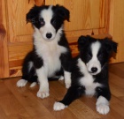 �t�n�tka border kolie