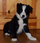 �t�n�tka border kolie