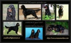 Gordonsetr �t��ata-gordon setter puppies