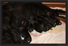 Gordonsetr �t��ata-gordon setter puppies