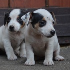 �t�n�tka jack russell terier