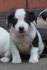 �t�n�tka jack russell terier