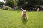 �T��ATA Irish soft coated wheaten terrier 