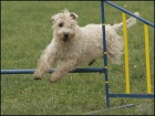 �T��ATA Irish soft coated wheaten terrier 