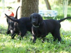 Flatcoated retriever- vychovan� �ern� kluci