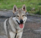 �eskoslovensk� vl��k, �t��ata s PP