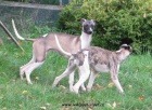 vipet , whippet, mal� anglick� chrt