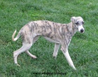 vipet , whippet, mal� anglick� chrt