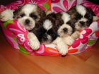 shih tzu �t�n�