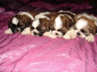 shih tzu �t�n�