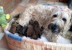 �t��ata - Irish Soft Coated Wheaten Terrier