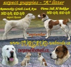 st�edoasijsk� pasteveck� pes - �t��ata na prodej