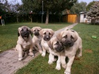 Anatolsk� pasteveck� pes - Kangal