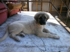 Anatolsk� pasteveck� pes - Kangal