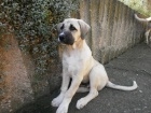 Anatolsk� pasteveck� pes - Kangal
