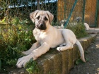 Anatolsk� pasteveck� pes - Kangal