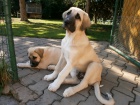 Anatolsk� pasteveck� pes - Kangal